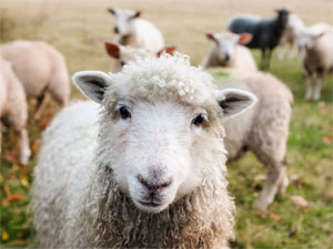 Cute irish sheep